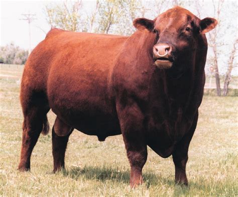 red angus animal search